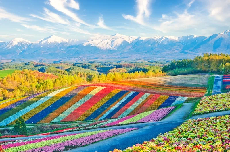 Furano & Biei Fields